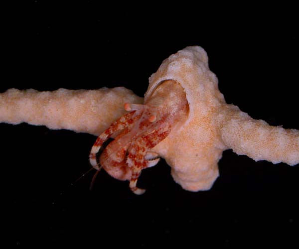 Manucomplanus ungulatus (hermit crab) inhabiting a calcareous structure formed by a bryozoan (off St. Helena Island, South Carolina)